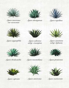 the different types of succulenta plants on a white background, with names in spanish