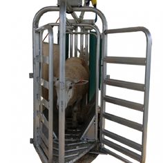 a sheep in a metal cage on a white background with clippings to the side