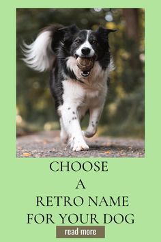 a black and white dog running across a road with the words choose a retro name for your dog