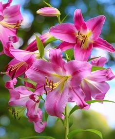 pink flowers with green leaves in the background