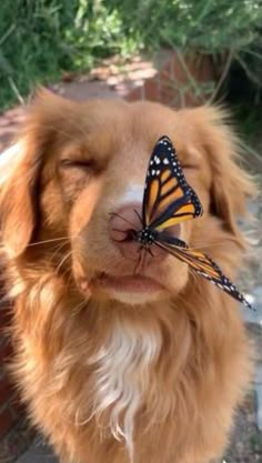 Regnul Animal, Cute Dog Wallpaper, Baby Animals Pictures, Really Cute Dogs, Super Cute Animals, Cute Animals Images, Pretty Animals, Dog Wallpaper, Cute Funny Dogs