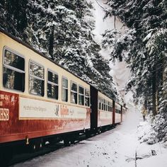 a red and yellow train traveling through a snow covered forest next to tall evergreen trees