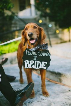 a brown dog wearing a sign that says no dogs allowed at the bride and groom