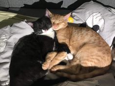 two cats are sleeping on top of each other