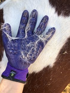 a person's hand wearing purple gloves on top of a brown and white horse