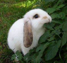 a white rabbit with brown ears sitting in the grass next to green plants and flowers