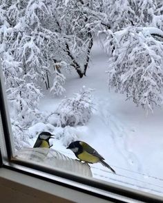 two birds sitting on the window sill in front of snow covered trees and bushes