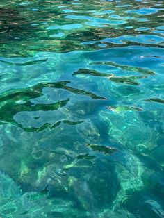 the water is very clear and blue with little ripples on it's surface