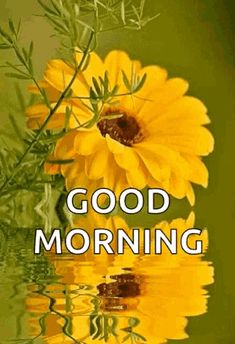 two yellow flowers sitting next to each other on top of a green background with the words good morning