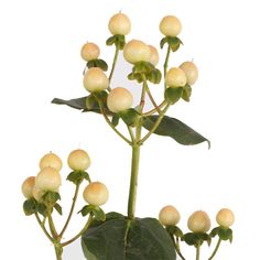 a plant with white flowers and green leaves in front of a white background is shown