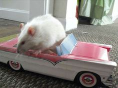 a white rat sitting on top of a toy car