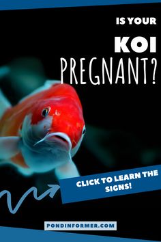 a fish with the caption is your koi pregnant? click to learn the signs