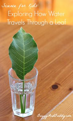 a green leaf in a glass on a wooden table with text reading exploring how water travels through a leaf