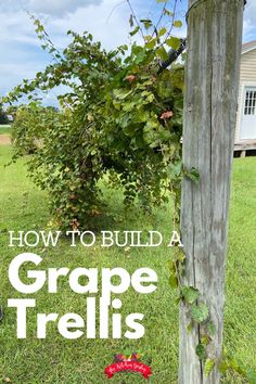 a wooden pole with vines growing on it and the words how to build a grape trellis