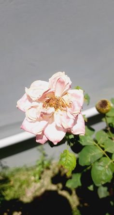 a pink flower with green leaves in front of a gray wall and white trim around it