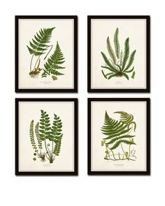 four framed pictures with green leaves on them