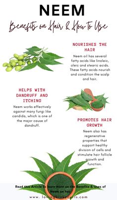 Neem Plant Benefits Of, Benefits Of Neem Oil For Skin, Herb For Hair Growth, Neem Oil Benefits Hair, Neem Powder Uses, Neem Benefits Skin, Neem Tea Benefits, Neem Leaves Benefits, Neem Benefits Health