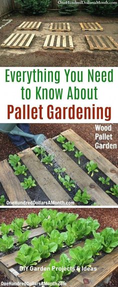 an outdoor garden with wooden pallets and plants growing in it, text overlaying everything you need to know about pallet gardening