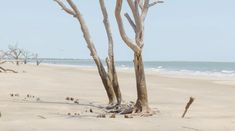 there are many trees on the beach with no leaves or branches in front of them