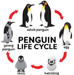 the penguin life cycle is shown in this graphic