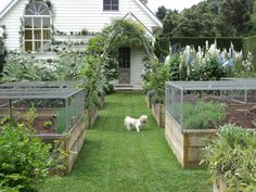 a small white dog standing in the middle of a garden