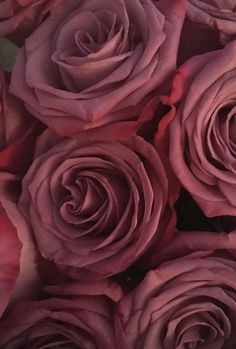 purple roses are arranged together in a close up view with the petals still attached to the stems