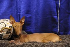 a brown dog laying on top of a carpet next to a ball