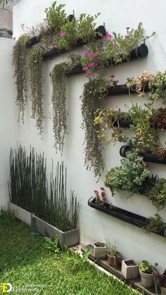 a white wall with many plants growing on it