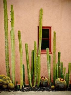 cactus plants and cacti in front of a pink wall with a red window