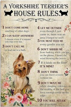 a yorkshire terrier's house rules poster with a dog on the front and back