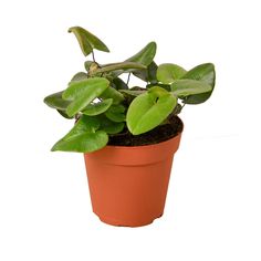 a potted plant with green leaves on a white background