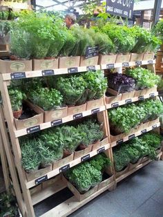 several wooden crates filled with lots of green vegetables