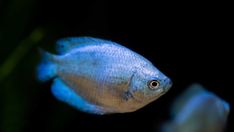 a blue fish in an aquarium looking at the camera