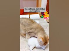 two cats are playing with each other on the floor and one cat has its head down