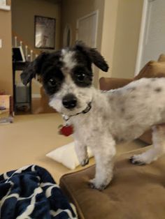 a black and white dog standing on top of a couch