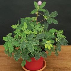 a potted plant sitting on top of a wooden table