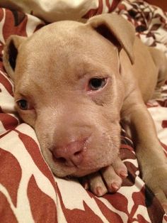 a brown dog laying on top of a red and white blanket