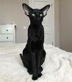 a black cat sitting on top of a white bed