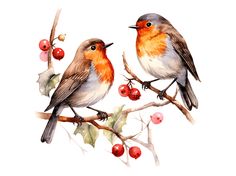 two birds are sitting on a branch with berries