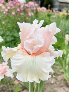 a white and pink flower in the middle of a garden filled with lots of flowers