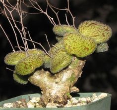 a close up of a plant in a pot