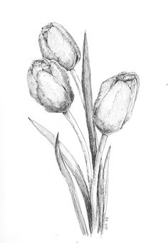 pencil drawing of three tulips on white paper