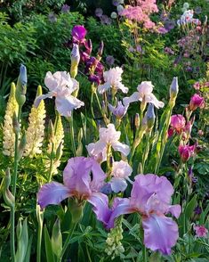 many different types of flowers in a garden with lots of green and purple plants around them