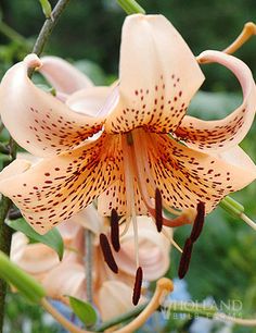 an orange flower with brown spots on it's petals and green leaves in the background