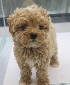 a small brown dog standing on top of a white counter next to a mirror and looking at the camera