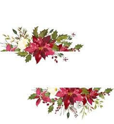 two red and white poinsettis with green leaves