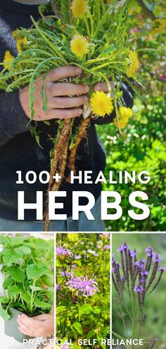 the cover of 100 + healthing herbs