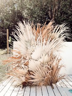 a large plant sitting on top of a wooden floor next to a white wall and trees