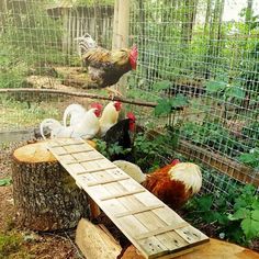 several chickens in a fenced in area with wood planks on the ground and one chicken pecking at something