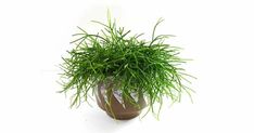 a potted plant sitting on top of a white table